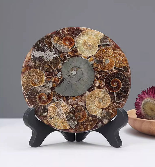 Madagascar Ammonite Fossil