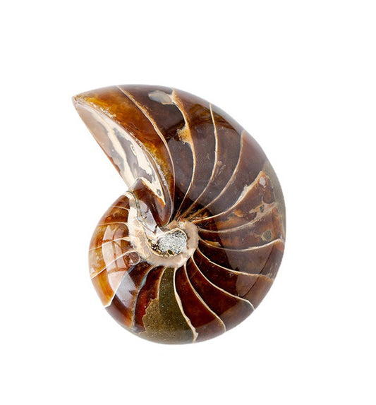 nautilus fossil