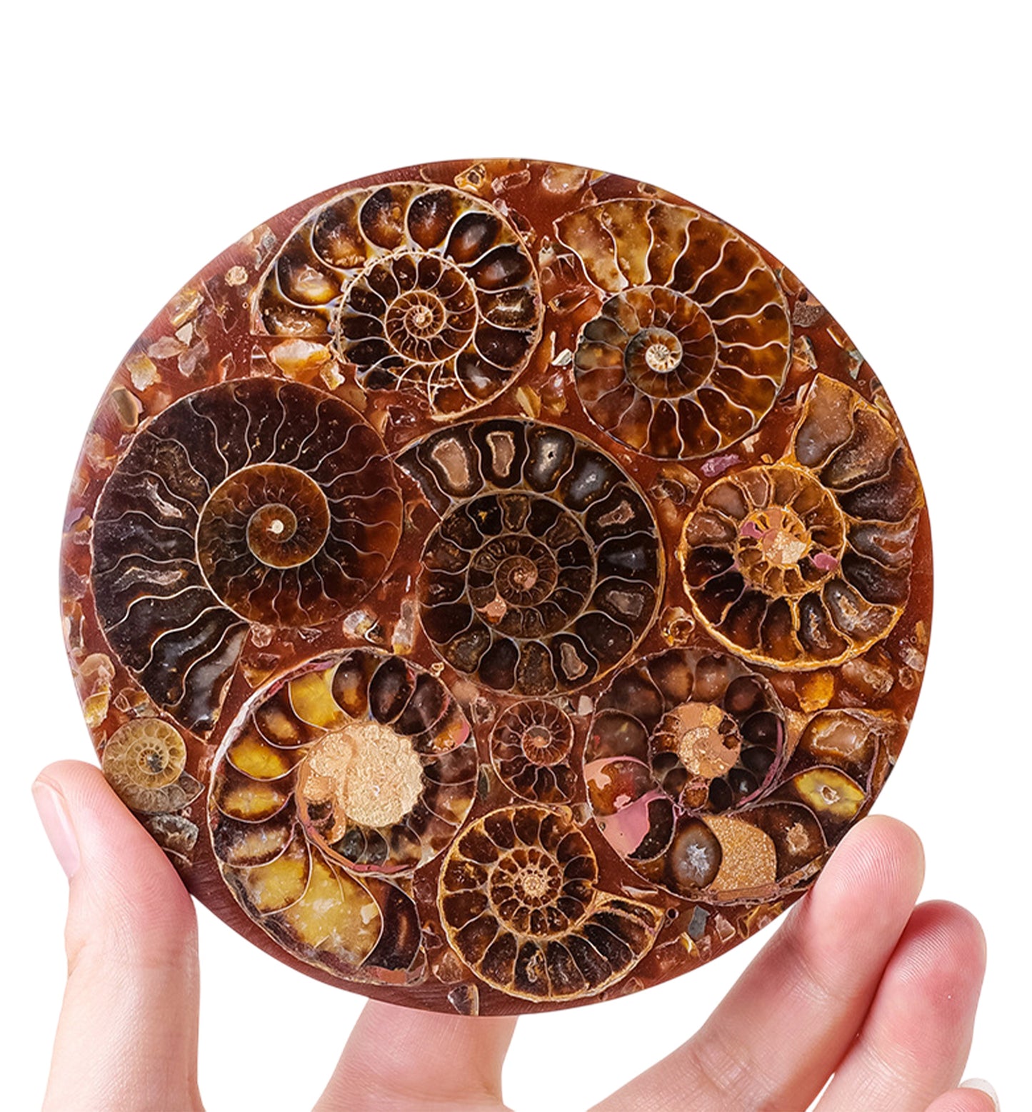 Madagascar Ammonite Fossil