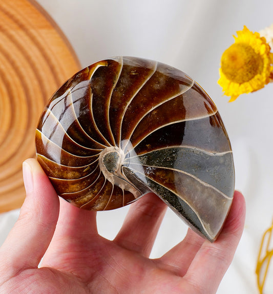nautilus fossil